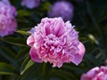 Paeonia Lady Anna Piwonia